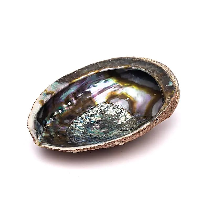 Grüne Abalone Smudge Muschel Haliotis Fulgens L